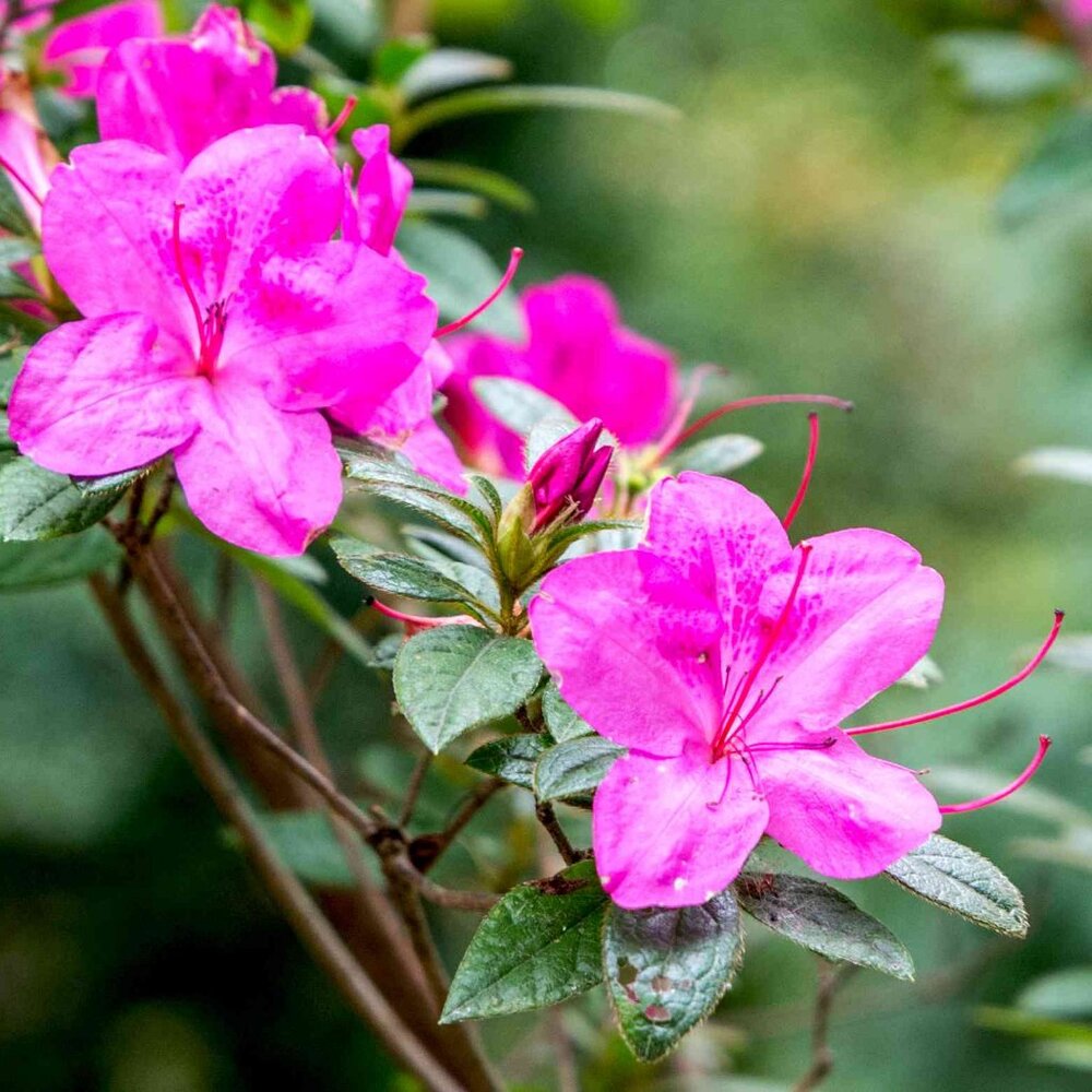 Meet your Posher, Azalea Bean